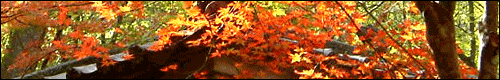 Guide to Autumn Tints Spots