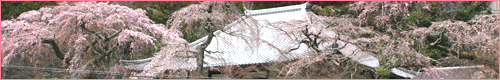 Guide to Cherry Blossoms Spots