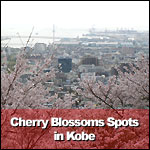 Cherry Blossoms Spots in Kobe