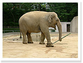 Elephant Pavilion