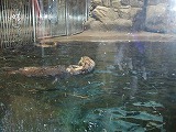 Sea Otter House