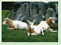 oryx dammahs