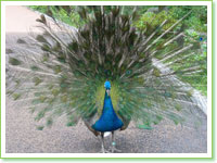 Indian peacocks