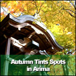 Autumn Tints Spots in Arima