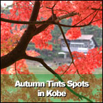 Autumn Tints Spots in Kobe
