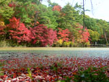 Kobe Arboretum