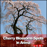 Cherry Blossoms Spots in Arima