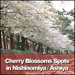 Cherry Blossoms Spots in Nishinomiya/Ashiya