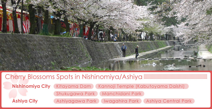Index of Cherry Blossoms Spots in Nishinomiya / Ashiya
