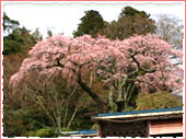 善福寺 桜