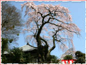 Zenpukuji Temple