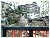 太閤橋 桜