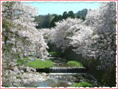 公園橋 桜