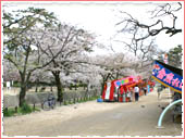 夙川公園 桜
