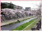 芦屋川公園 桜