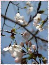 Iwagahira Park (Montebello Rose Garden)