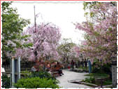 岡本南公園の桜