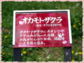 Okamoto Minami Park