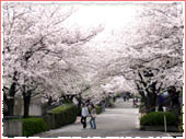 王子公園 桜