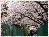 王子公園 桜