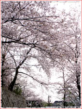 会下山公園 桜