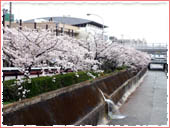 生田川公園 桜
