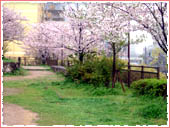 花隈公園 桜