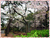 須磨浦公園 桜