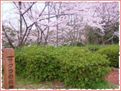奥須磨公園 桜