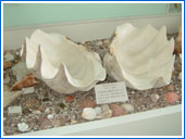 Nishinomiya Shell Museum