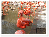 Flamingo Pond