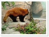 Red Panda Pavilion