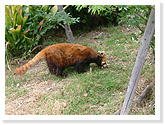 Red Panda Pavilion