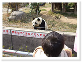 Giant Panda Pavilion