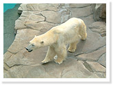 Polar Bear Pavilion