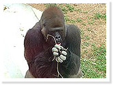 Western Lowland Gorilla