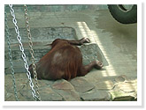 Borneo Orangutans