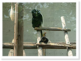 Abyssinia Colobus