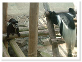 Abyssinia Colobus