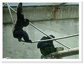 Siamang