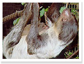 Linne's Two-toed Sloth