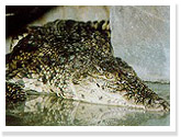 Nile Crocodile