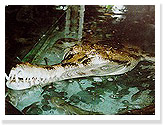 False Gavial