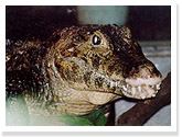 Spectacled Caiman