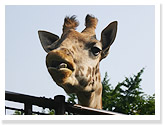 Masai Giraffe