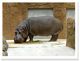 Hippopotamus