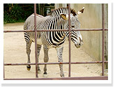 Grevy's Zebra