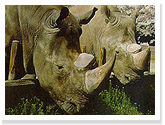 Southern White Rhinoceros