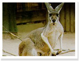 Red Kangaroo