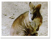 Parma Wallaby